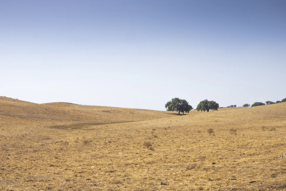 Planície alentejana com searas secas e azinheiras isoladas